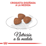 SHN MINI INDOOR PUPPY - CROQUETA.png